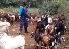 Thumbnail for Uganda confirms cases of goat plague, urges farmers to be calm as vaccination starts
