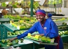 Thumbnail for Westfalia Fruit receives US$300m expansion investment from three banks