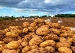 Thumbnail for Delhi High Court upholds revocation of PepsiCo India’s potato variety patent