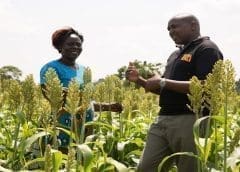 Thumbnail for Kenya Breweries commits to sustainable agriculture with new skills-equipping program