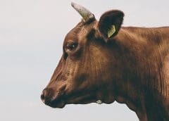 Thumbnail for Mozambique invests US$ 9.4 million in livestock genetic improvement program
