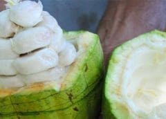 Thumbnail for Cabosse Naturals expands its range with new sugar reduction solution