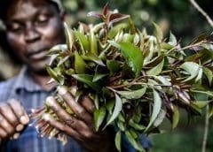 Thumbnail for Kenya looks into excluding miraa from NACADA’s listing to spur trade