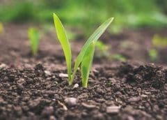 Thumbnail for Kepak takes lead in regenerative agriculture practices with global commitment