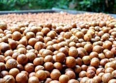 Thumbnail for Government seeks unconventional macadamia uses to boost farmers’ earning