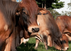 Thumbnail for Kakuzi commences livestock exports to Uganda with 181 Boran breeding heifers