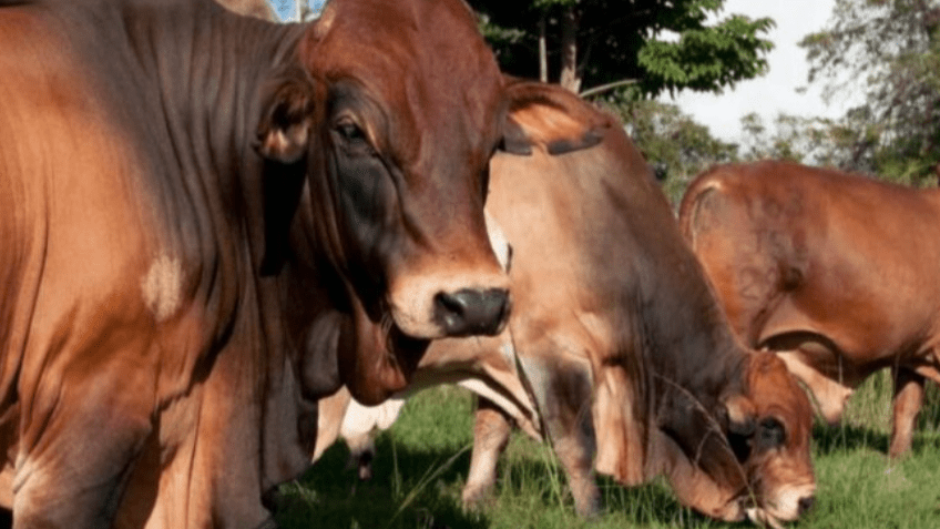 Thumbnail for Kakuzi commences livestock exports to Uganda with 181 Boran breeding heifers