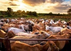 Thumbnail for Kenya seeks to export 100 000 livestock to Indonesia