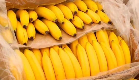 Thumbnail for Cameroon banana exports drop 10.9% as leading exporter underperforms