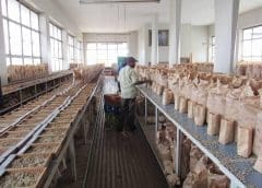 Thumbnail for Nairobi Coffee Exchange resumes operations under new guidelines aimed at boosting farmer incomes