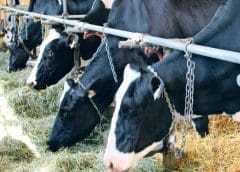 Thumbnail for Neogen launches data management tool to improve genetic selection in dairy cattle