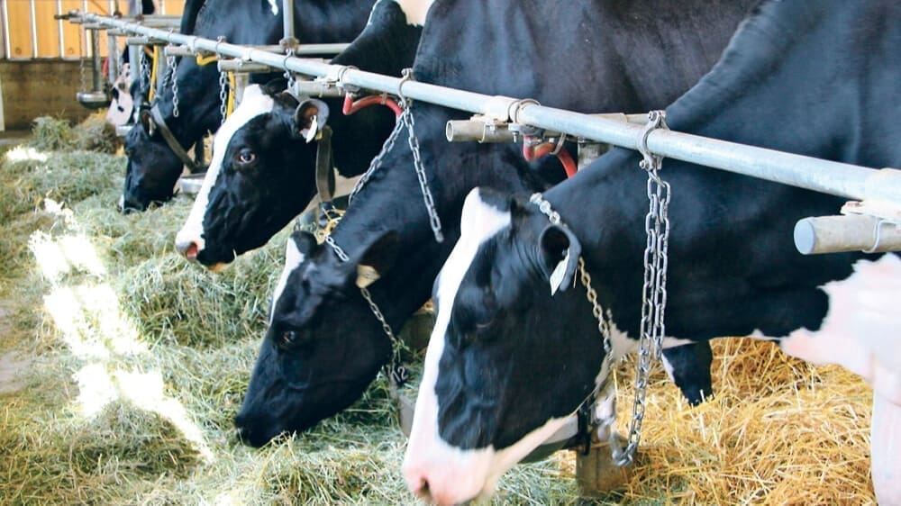 Thumbnail for Neogen launches data management tool to improve genetic selection in dairy cattle