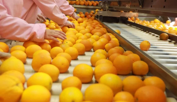 Thumbnail for Egypt earns US$2.6B from fruit and vegetable exports in the first 7 months of 2023 
