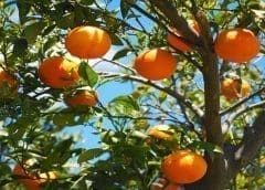 Thumbnail for South Africa’s Black Citrus Growers Programme proves successful