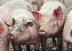 Thumbnail for African Swine Fever threatens pork value chain