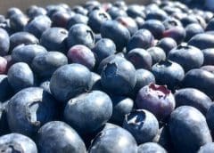Thumbnail for Morocco overtakes South Africa as top blueberry exporter to UAE