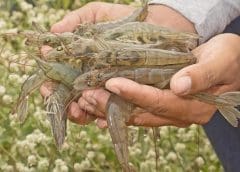 Thumbnail for Grupo Almar partners DSM-Firmenich to promote sustainable shrimp farming