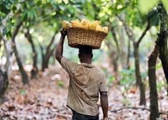Thumbnail for Cocoa farm gate prices soar in Cameroon as floods disrupt cocoa sales in Ivory Coast