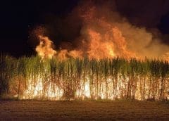 Thumbnail for Atiak Sugar acquires internet-enabled irrigation system to curb fire incidences and boost production