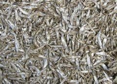Thumbnail for Kenyan anchovies make waves into Chinese market