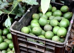 Thumbnail for Westfalia Fruit to boost Mozambique’s avocado industry with packhouse expansion