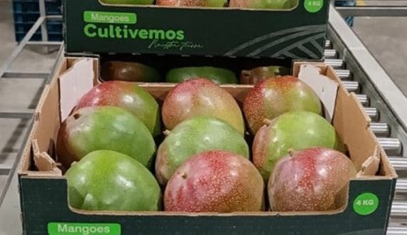 Thumbnail for El Nino and Cyclone Yaku spell trouble for Peru’s mango industry