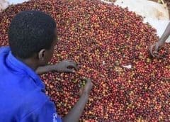 Thumbnail for Kenyan coffee farmers to fetch higher prices under Starbucks deal