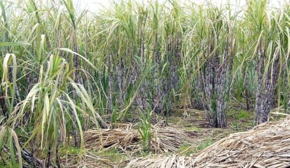 Thumbnail for Kenya agricultural authority threatens to cancel licenses of millers flouting cane poaching regulations