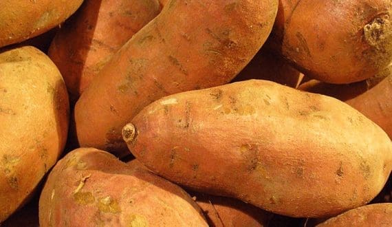 Thumbnail for Landmark achievement as Egypt peaks Scandinavian sweet potato market