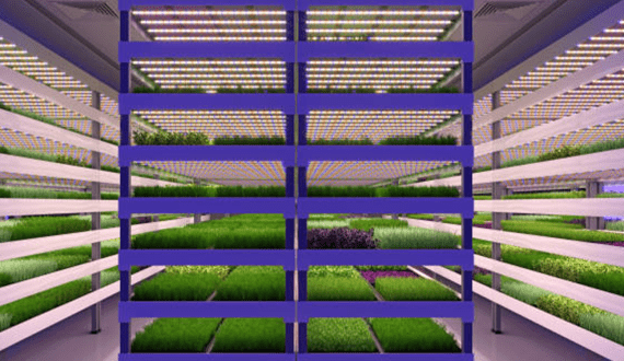 Thumbnail for Vertical farming thrives in Emerging Europe despite challenges