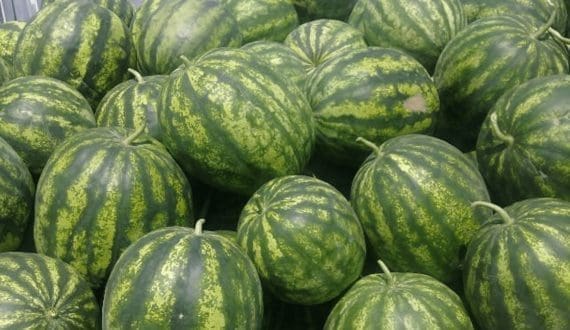 Thumbnail for Uzbekistan’s watermelon export soars to unprecedented levels, setting new record