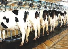 Thumbnail for Zimbabwe’s dairy sector thrives as milk production surges by 13%