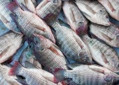 Thumbnail for Government boosts aquaculture in Nyanza region for economic growth, food security