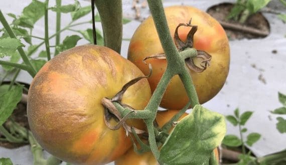Thumbnail for Ghana’s food ingredients imports increased to US$133M in 2023