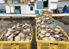 Thumbnail for US military steps in to purchase Japanese seafood amid China’s import ban