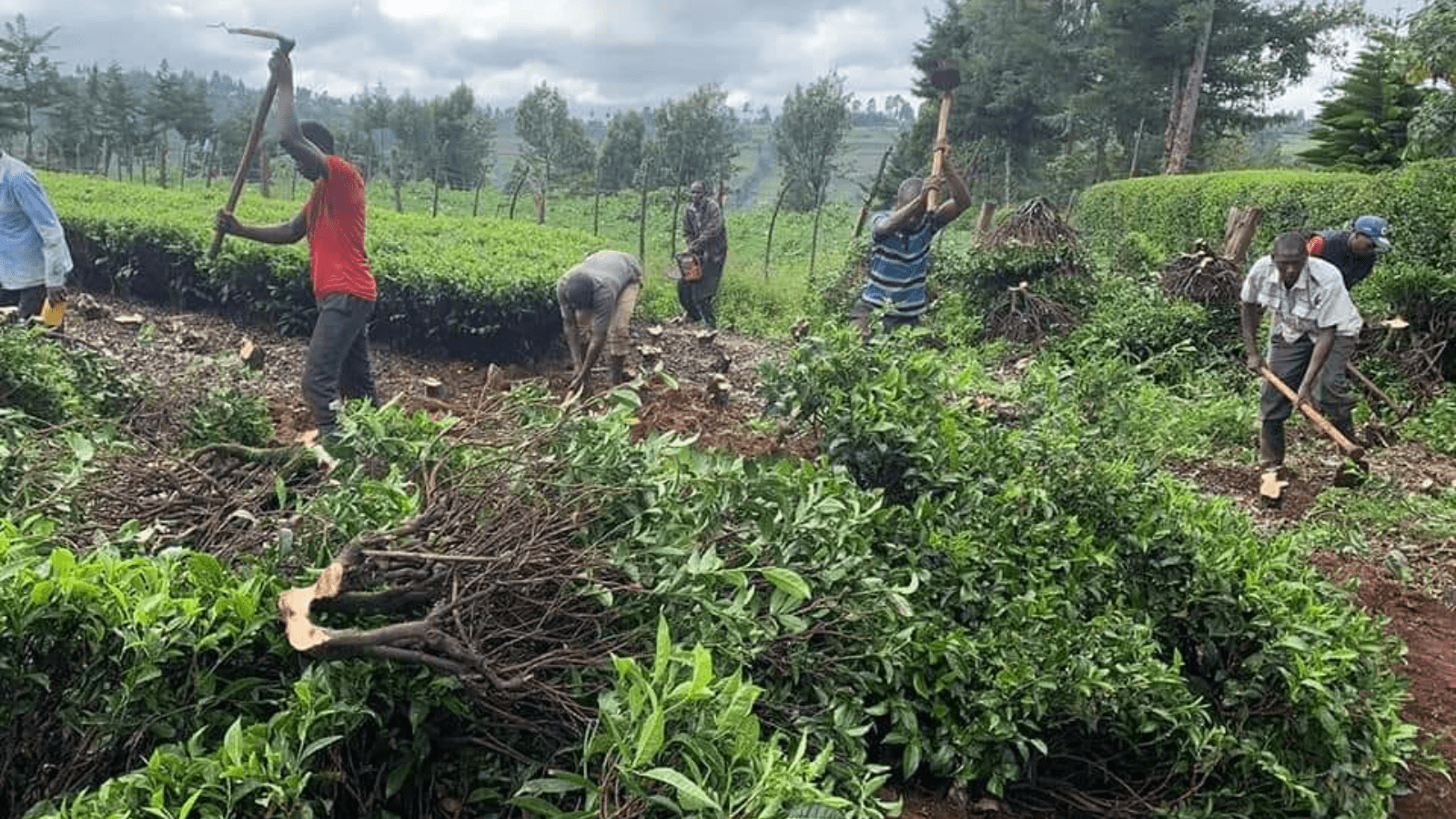 Thumbnail for Ugandan tea farmers uproot plantations due to low prices