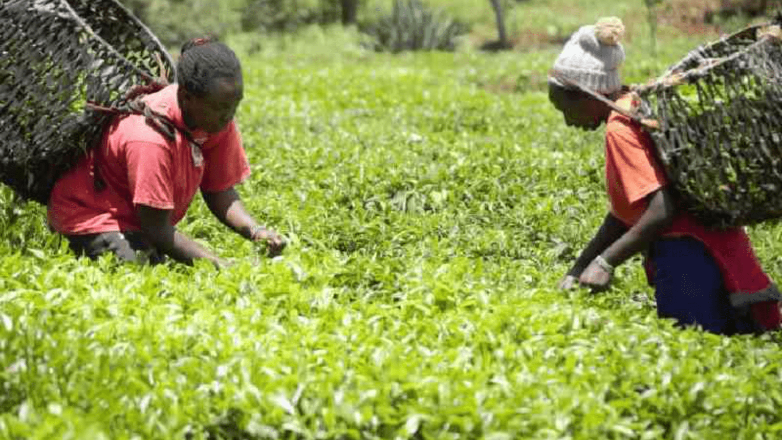 Thumbnail for Kenyan tea farmers struggle with low bonus payments