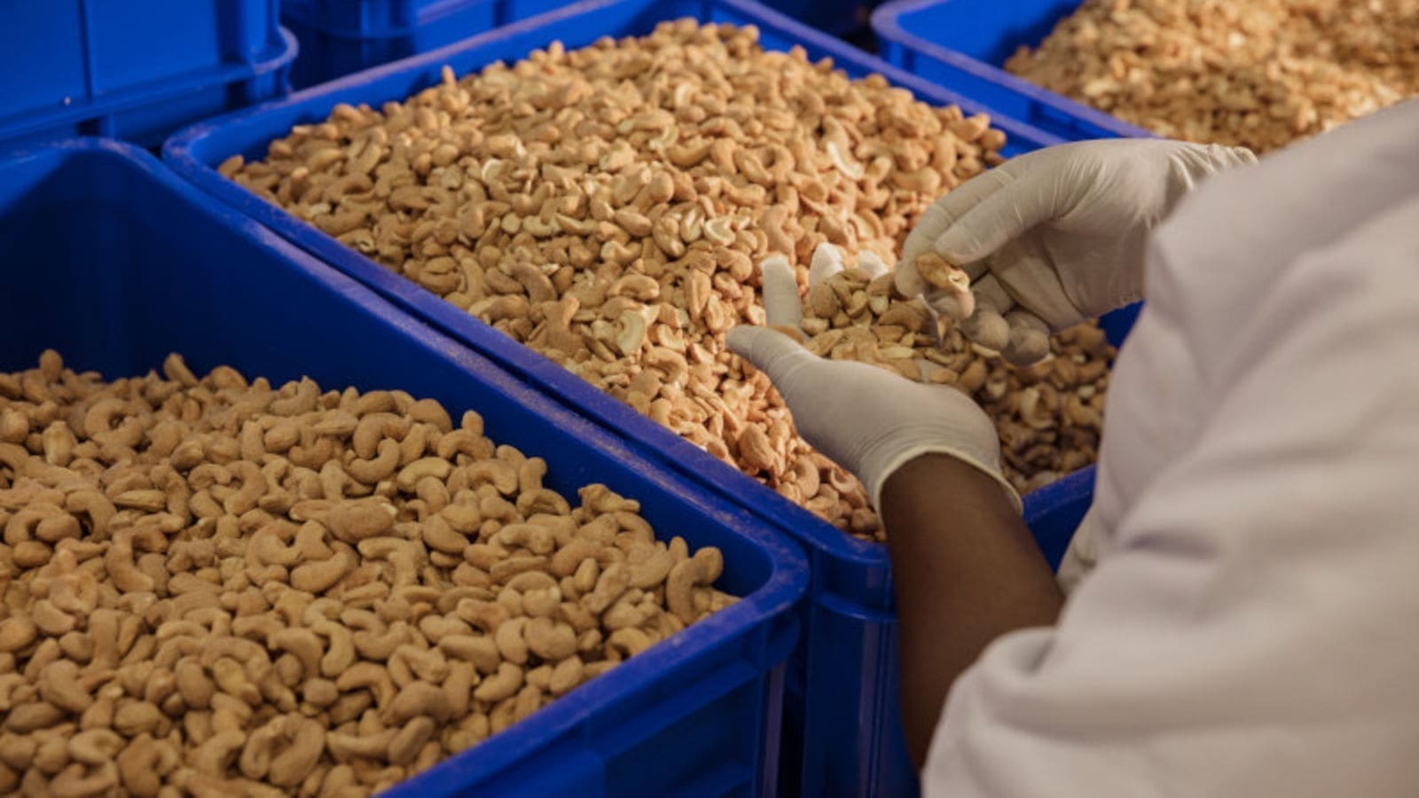 Thumbnail for Egypt cuts potato exports to Russia driving prices up