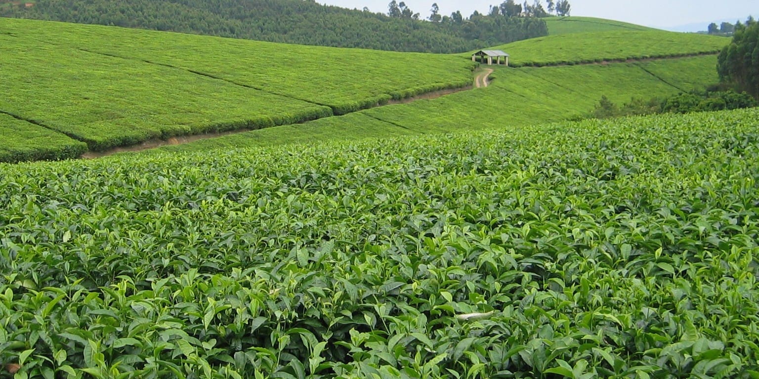 Thumbnail for Igara Growers Tea Factory’s operations disrupted as farmers halt green leaf supply over unpaid dues 
