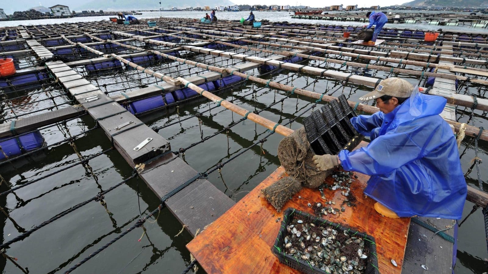 Thumbnail for China expands offshore aquaculture operations to ensure food security amid climate change threats