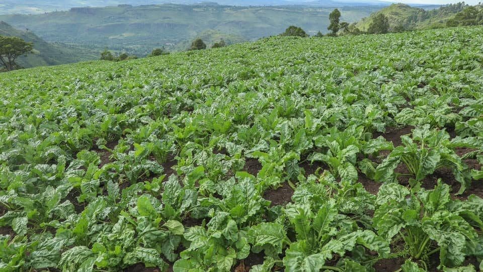 Thumbnail for Newly established Ranges Sugar Factory set to boost sugar production in Kenya