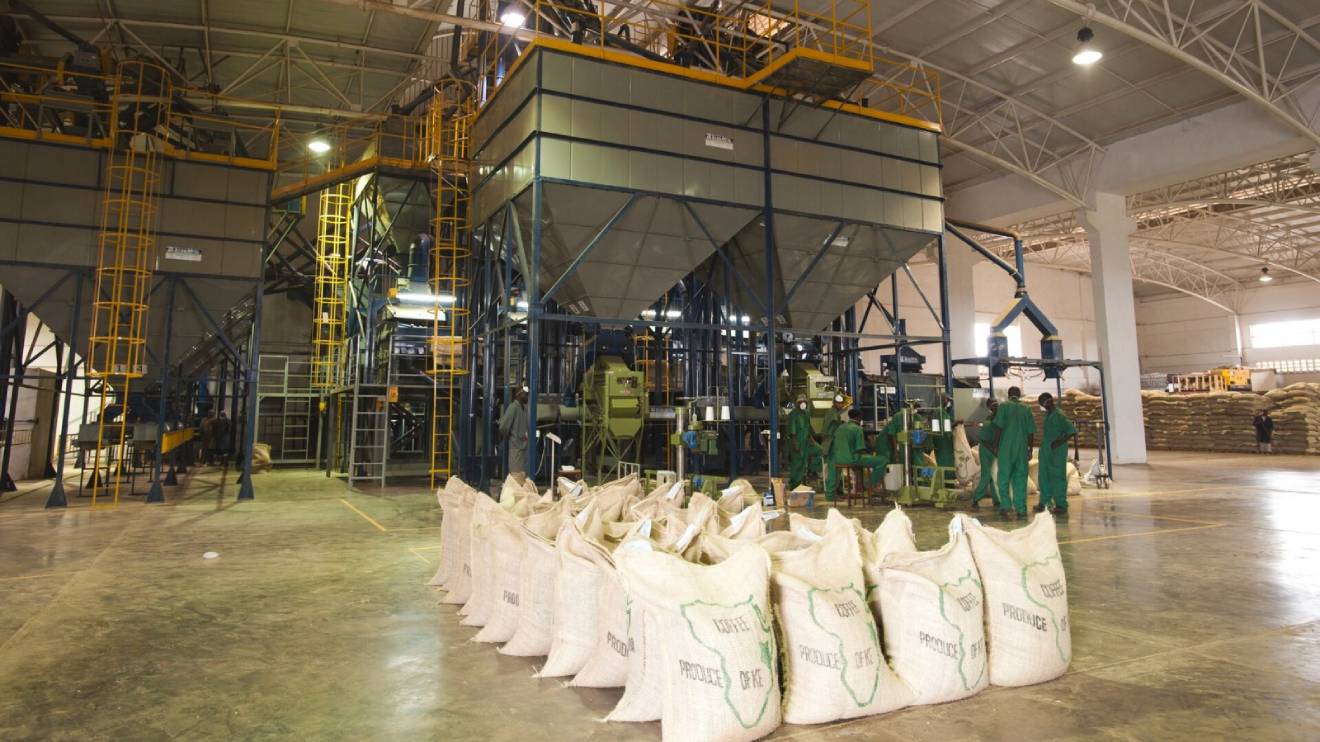 Thumbnail for NKG Coffee Mills Kenya set to close operations amidst regulatory reforms in coffee sector 