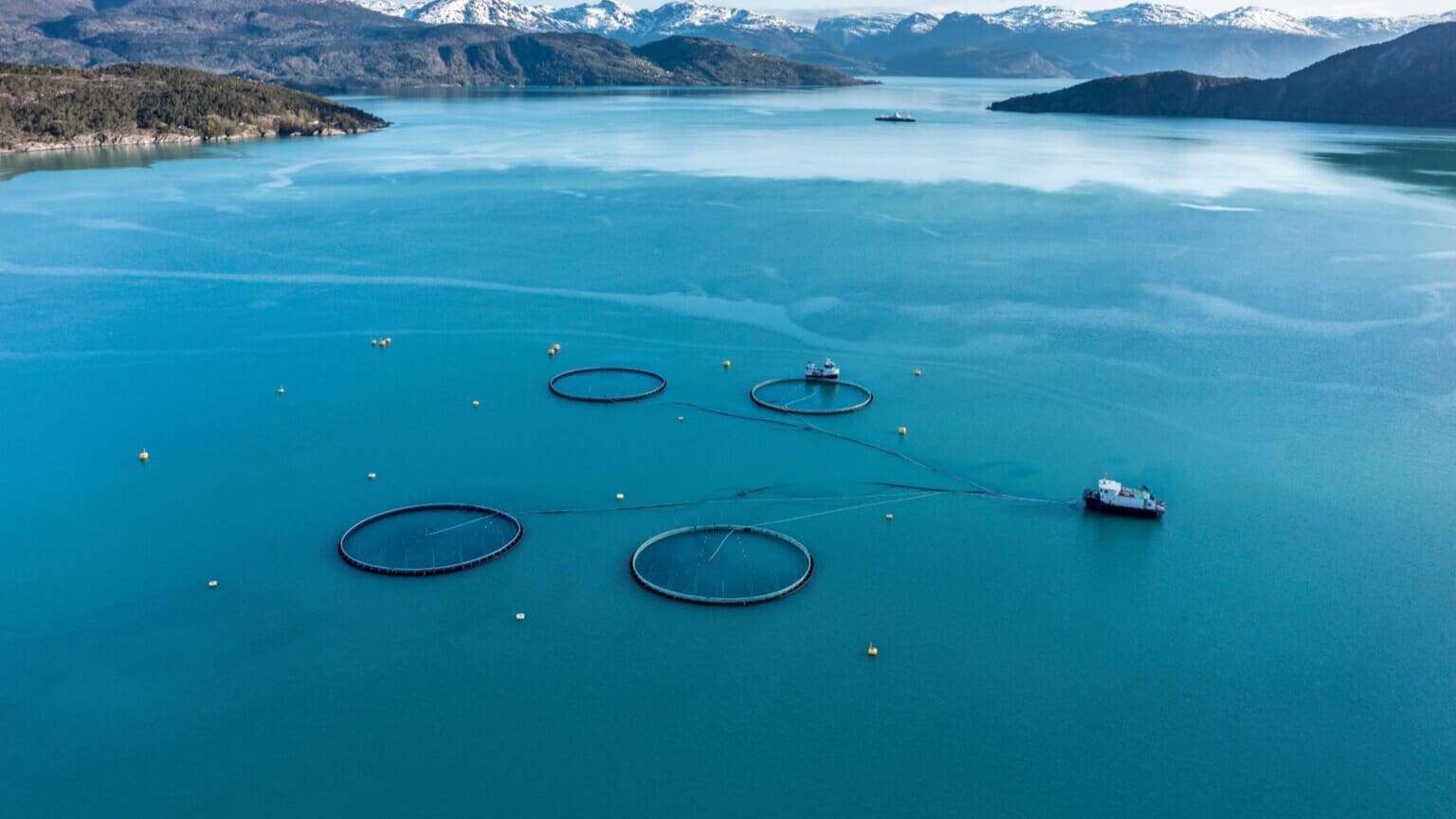 Thumbnail for Norwegian salmon industry threatens livelihoods in West Africa, report says