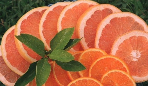 Thumbnail for CGA: South Africa’s citrus export season faced major challenges