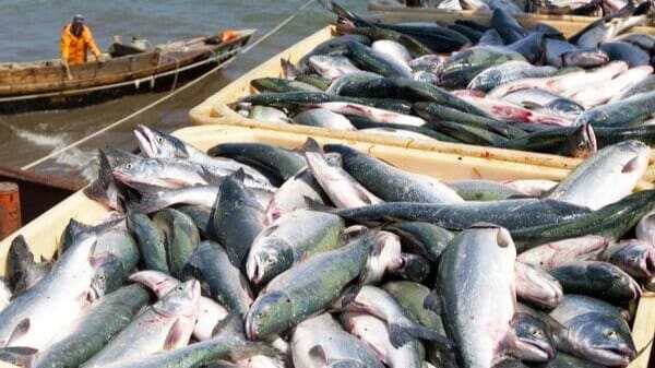 Thumbnail for Kenya’s Migori county receives Ksh1.2M grant to boost fish farming