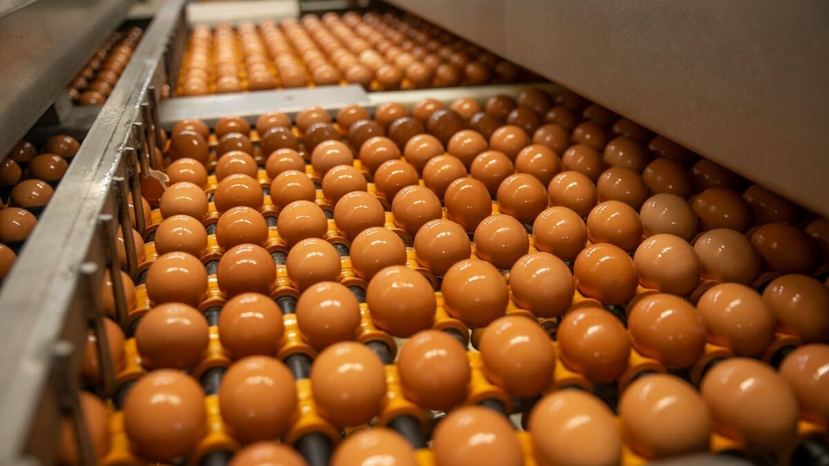 Thumbnail for Happy Egg merges with Egg Innovations to enhance sustainable practices