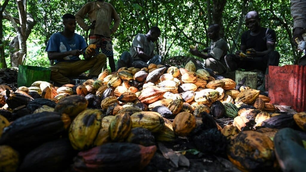 Thumbnail for Ivorian cocoa bean producers call for increased purchase prices