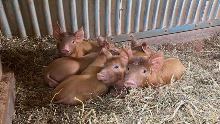 Thumbnail for Malaysia’s registered pig farms fall 22% as pork production declines