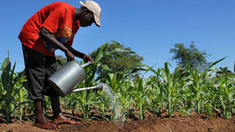 Thumbnail for BAI provides credit line for SMEs in Angolan agriculture sector 