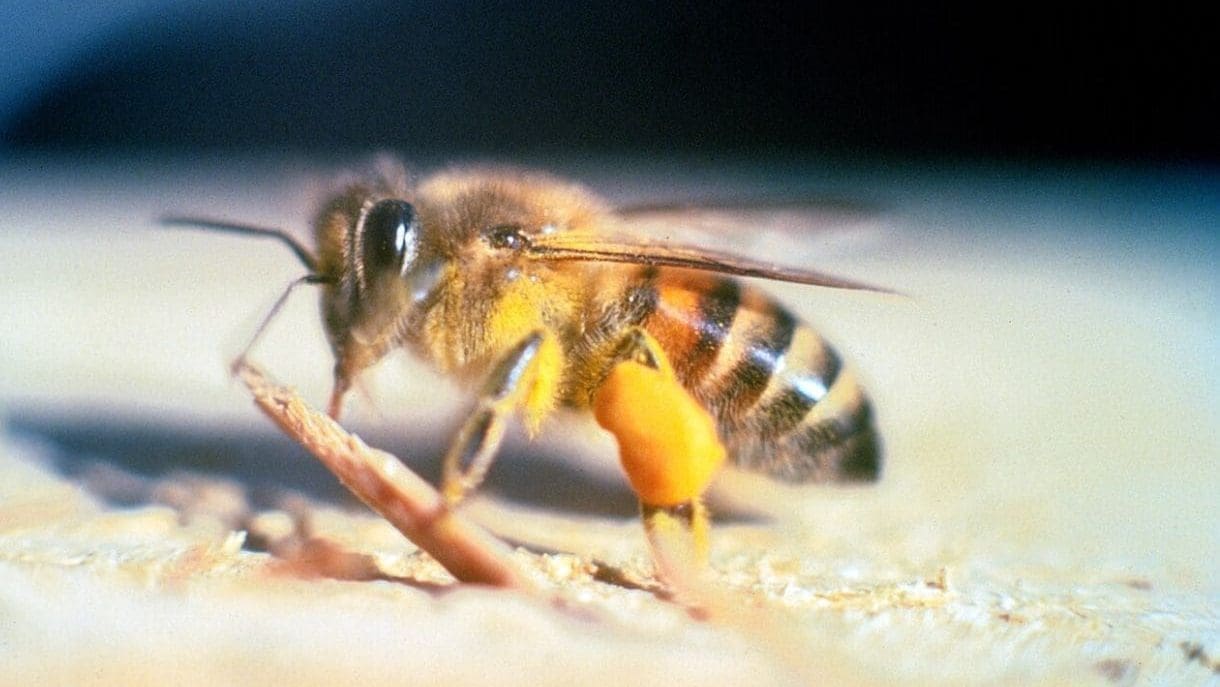 Thumbnail for Microbiologists brew beer using yeast from Namibian killer bees 